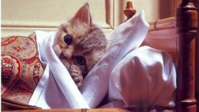 Pencinta Anabul Wajib Baca! Hati-Hati 4 Penyakit Kucing ini Sering Muncul di Musim Hujan,