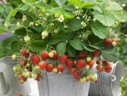 Tips Menanam Strawberry yang Benar, Dijamin Buahnya Melimpah Ruah