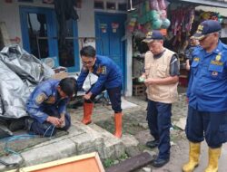 Tindak Lanjut Laporan Warga, Petugas Damkar Berhasil Evakuasi Sarang Tawon, Biawak dan Ular