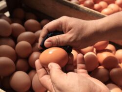Hari Ini, Harga Telur Ayam di Pasar Kota Sukabumi Alami Penurunan