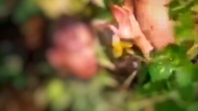 Tangkapan Layar Video Amatir Warga Menangkap Pelaku Ranmor Sembunyi di Selokan (Sumber : Istimewa)