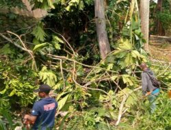 Antisipasi Roboh, BPBD Tebang Pohon Sukun di Sukakarya