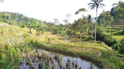 Dampak Kekeringan, 12 Hektar Sawah di Sukabumi Terancam Gagal Panen