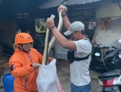 Wow! Ular Sanca 3 Meter Ditangkap BPBD Kabupaten Sukabumi Penyantap Ternak Warga