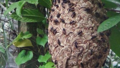 Ilustrasi sarang tawon. (Foto: Istimewa).