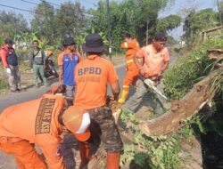 BPBD Evakuasi Pohon Tumbang Halangi Badan Jalan di Pasir Pogor