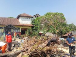 Respon Laporan Masyarakat! BPBD Terjunkan Personel Bantu Evakuasi Pohon Tumbang
