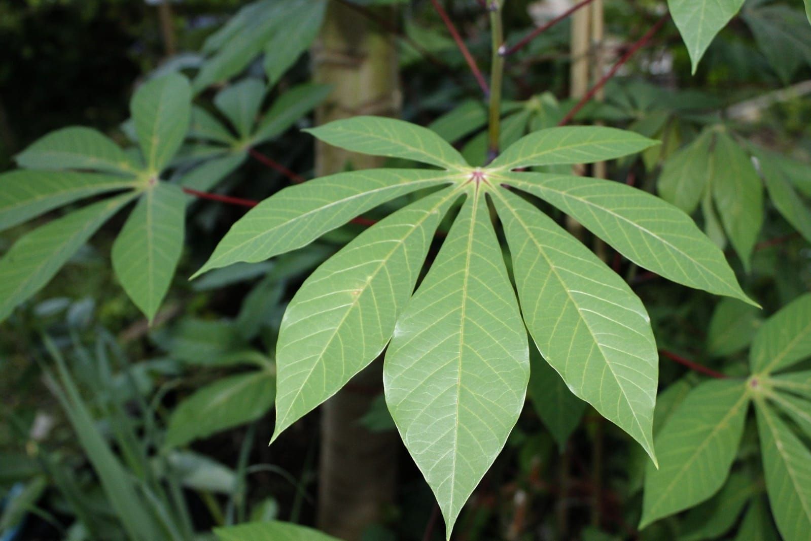 Salah satu jenis tumbuhan yang mengandung Sianida, yaitu daun singkong. Foto: Istimewa.