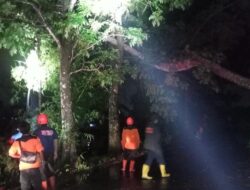 Diguyur Hujan, Satu Pohon di Kampung Pasir Pogor Tumbang dan Menimpa Kabel
