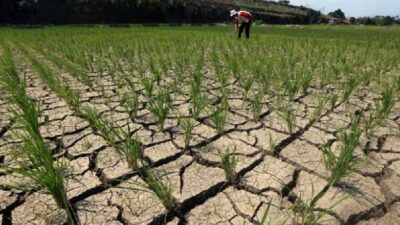 Atasi El Nino, Mentan akan Laksanakan Program Gernas Luas Tambah Tanam di 10 Provinsi