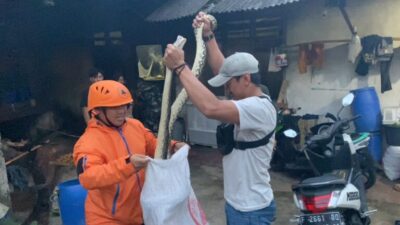 Periode Januari-November, Damkar Kota Sukabumi Berhasil Evakuasi 68 Ular