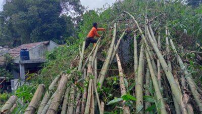 Petugas Badan Penanggulangan Bencana Daerah (BPBD) Kota Sukabumi bersama dengan warga evakuasi pohon bambu tumbang yang menimpa satu unit rumah warga, pada Sabtu, 20 Januari 2024. Foto: Pusdalops BPBD Kota Sukabumi.