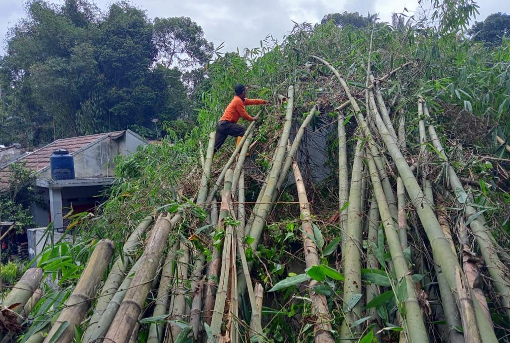 Petugas Badan Penanggulangan Bencana Daerah (BPBD) Kota Sukabumi bersama dengan warga evakuasi pohon bambu tumbang yang menimpa satu unit rumah warga, pada Sabtu, 20 Januari 2024. Foto: Pusdalops BPBD Kota Sukabumi.