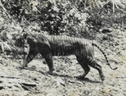 Ditemukan Sehelai Rambut Harimau Jawa, Benarkah Sudah Punah?