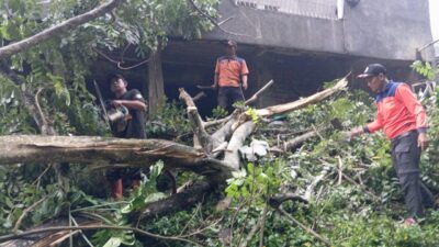 Dampak Hujan dan Angin Kencang, Bangunan Masjid di Sukabumi Tertimpa Pohon Tumbang