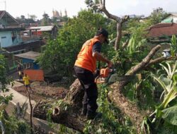 Pohon Tumbang, Personel BPBD Kota Sukabumi Bersama Warga Gerak Cepat Lakukan Evakuasi